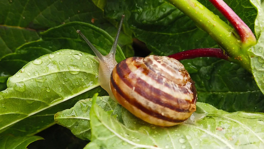 4号湿叶上的巧克力带蜗牛慢动作视频