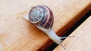 木制甲板上的蜗牛31秒视频