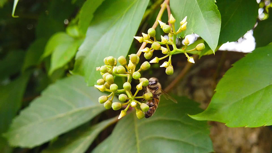 蜂蜜在1号长春藤芽上慢动作视频
