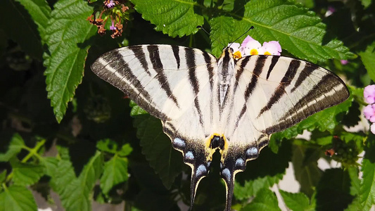 斑马燕尾蝶蝴蝶在亚特兰大卡马拉花上08慢动视频