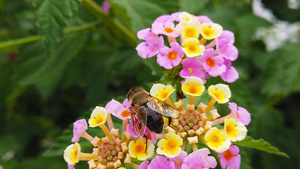 蜜蜂在亚特兰大卡马拉花上15秒视频