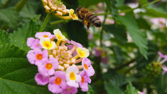 蜜蜂在兰大卡马拉花朵04上慢动作视频
