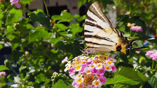 斑马燕尾蝶蝴蝶在兰大卡马拉花上07慢动作视频