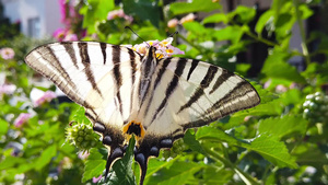 斑马燕尾蝶蝴蝶在兰大卡马拉花31秒视频