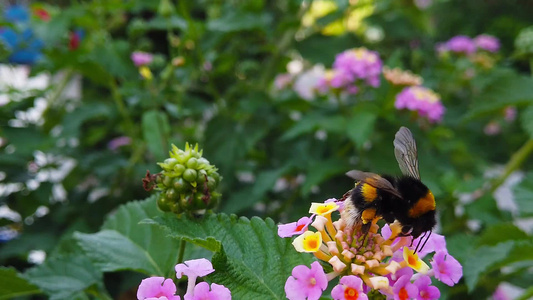 亚特兰大花上的小黄蜂03慢动作视频