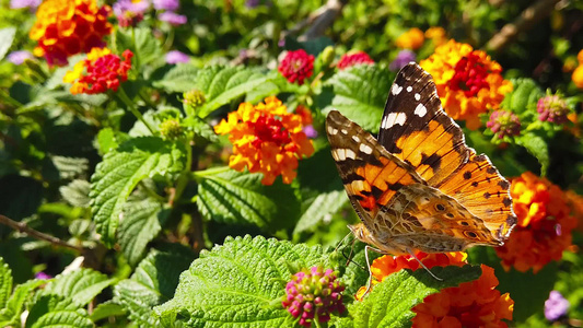 21花运动缓慢上涂有拉拿那卡马拉花的蝴蝶视频