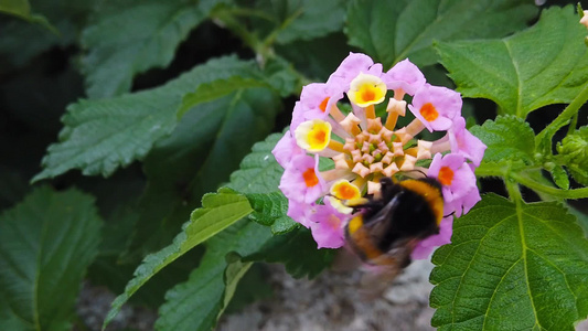 4月慢动作的兰大卡马拉花上的小黄蜂视频