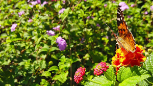 20朵花上涂有拉坦那卡马拉花的蝴蝶运动缓慢21秒视频