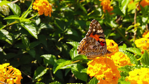 14花上涂有拉坦那卡马拉花的蝴蝶运动缓慢21秒视频