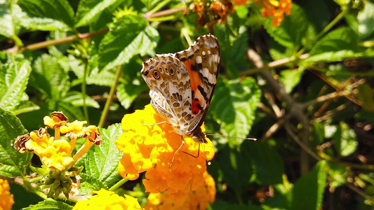 17花慢动上涂着的拉坦纳卡马拉花朵上的蝴蝶视频