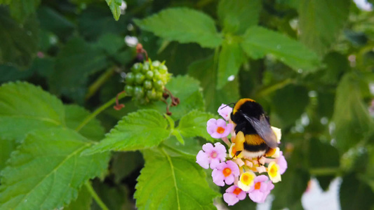 11朵花慢动作上的小黄蜂视频