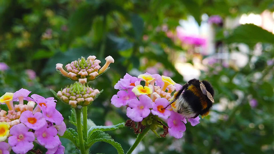 10朵慢动作花上的小黄蜂视频