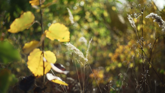 自然秋天背景视频