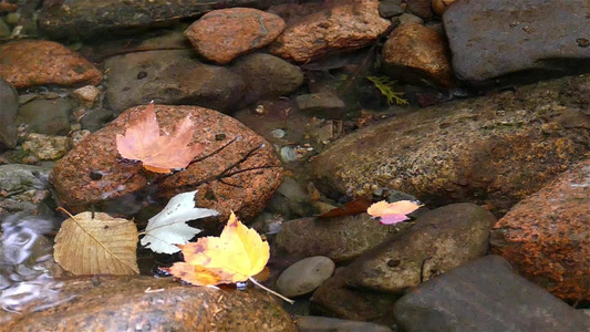 河中清净的水和秋色的叶子视频