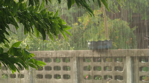 雨季伊始的雨下在路上阳光柔软穿透了美丽的雨4k12秒视频