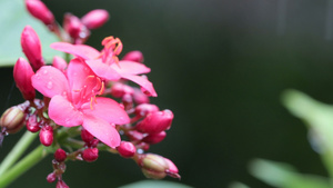 色彩多彩的花朵10秒视频