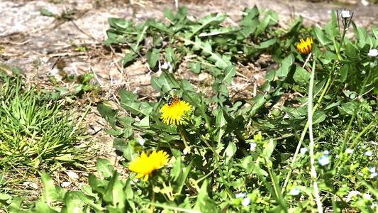 黄花蜜蜂慢动视频