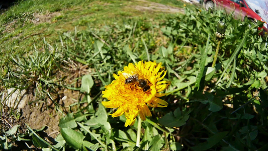 黄花蜜蜂慢动视频