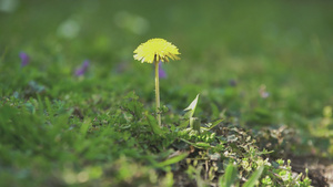 春天的花朵7秒视频