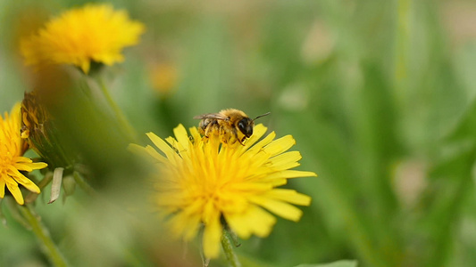 黄色花朵上的蜜蜂紧闭视频