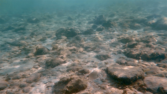 水下海鱼游泳视频