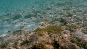 水下海鱼游泳29秒视频