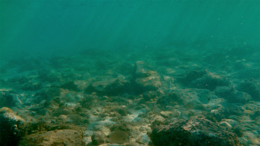 水下海鱼游泳视频