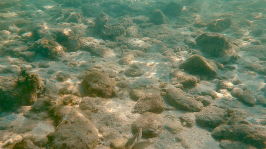 水下海鱼游泳视频