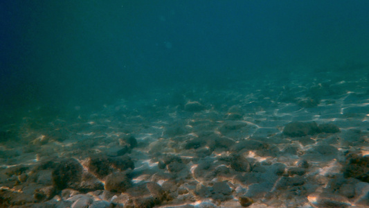 水下海鱼游泳视频