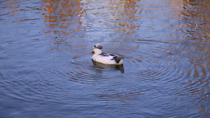 有趣的美丽的鸭子在水中7秒视频