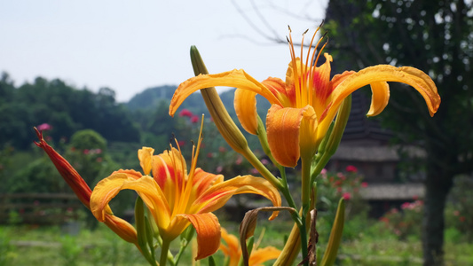 黄花菜食材视频