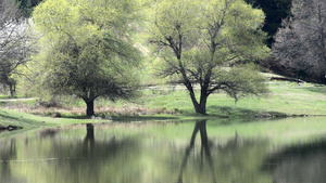涟漪的湖面与木树的倒影19秒视频