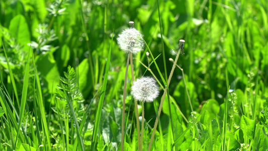 蒲公英花视频