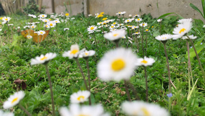 花园里的菊花12秒视频