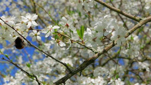 大黄蜂从苹果花中收集花粉视频