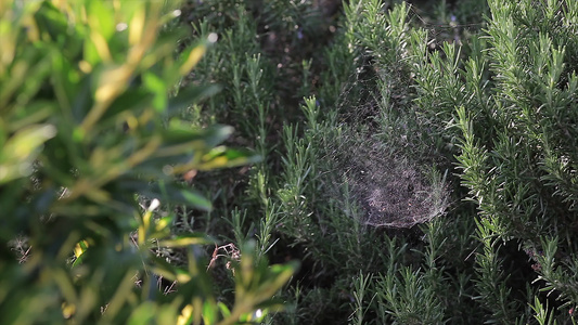 植物上的蜘蛛网视频