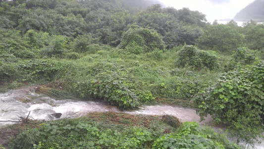 森林中流水流的顶部视图视频