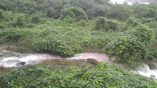 森林中流水流的顶部视图视频