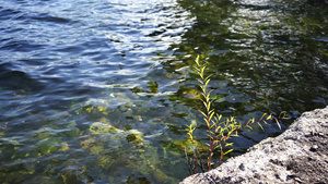 天然背景有清澈的水和海岸上的植物14秒视频