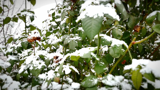 雪落在植物上视频