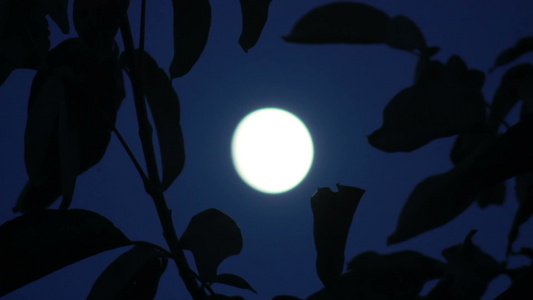 月亮在树上视频