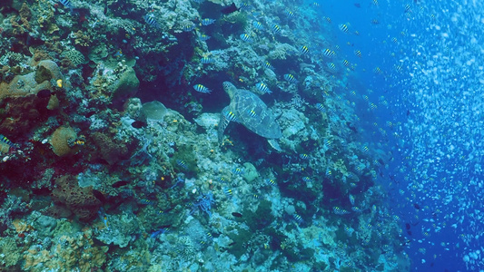 海底世界海龟4K实拍视频