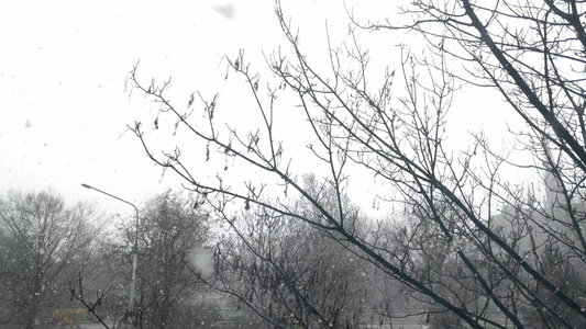 春天下雪时的风景视频