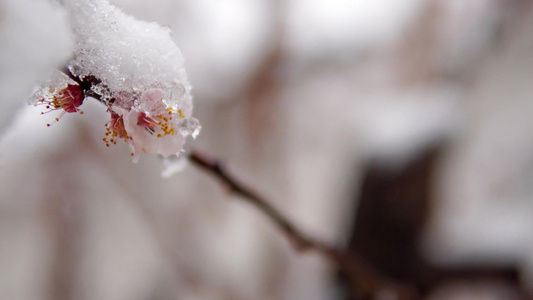 一种罕见的现象春天的雪雪躺在开花的苹果树的树枝上花上视频