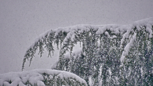 松树的果实降下大雪视频