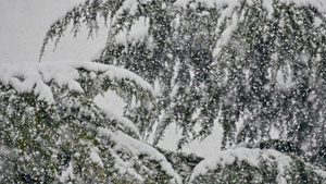 大雪背景下的松树17秒视频