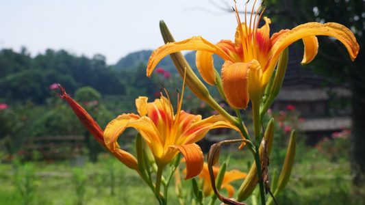 黄花菜食材视频