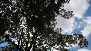 树间柔软的云在树间消逝31秒视频