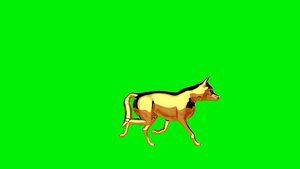金色狼行走无缝环绿屏6秒视频