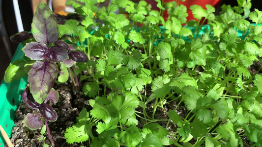 家庭种植做菜香料视频